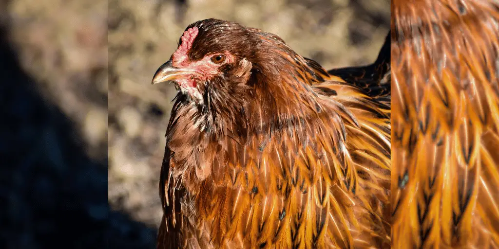 Buckeye Chicken Breed: Guide to History, Characteristics, Care & More