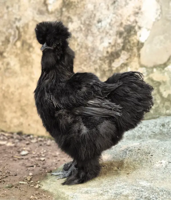 Black Silkie Chicken