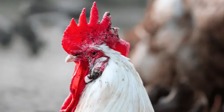 Fowl Pox in Chickens Causes Symptoms Prevention Treatment