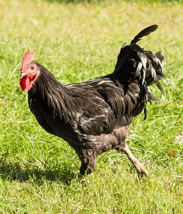 Java Chicken (Big Breed)
