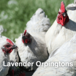 Lavender Orpington Chickens: Eggs, Color, Size, Care, & Pictures