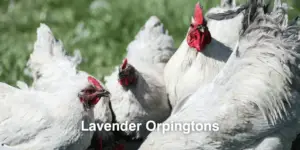 Lavender Orpington Chickens: Eggs, Color, Size, Care, & Pictures