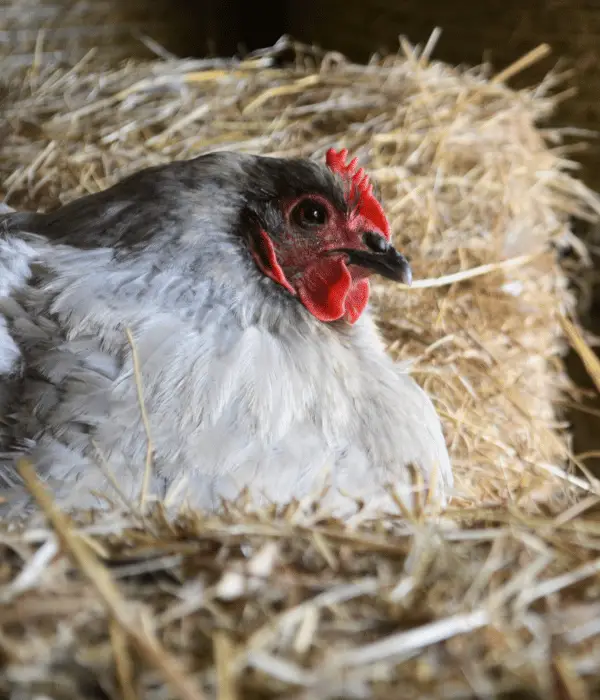 Egg Production and broodiness in Lavender Orpington hens