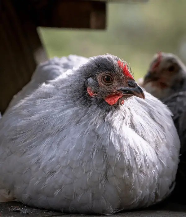 Lavender Orpington Hen Sitting and Relaxing