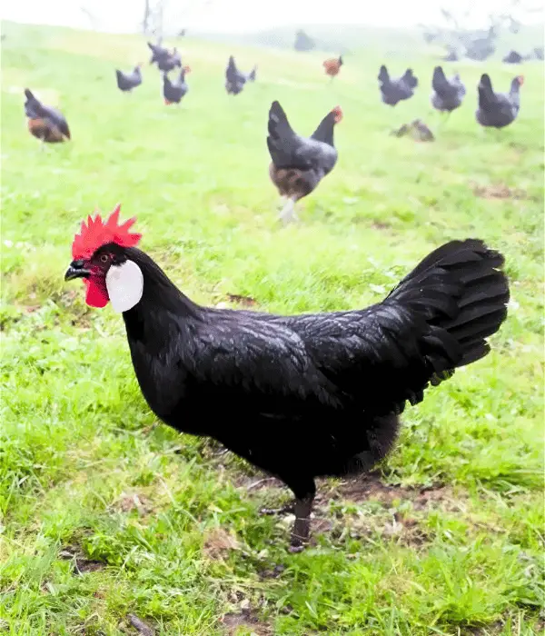 Minorca chicken free ranging