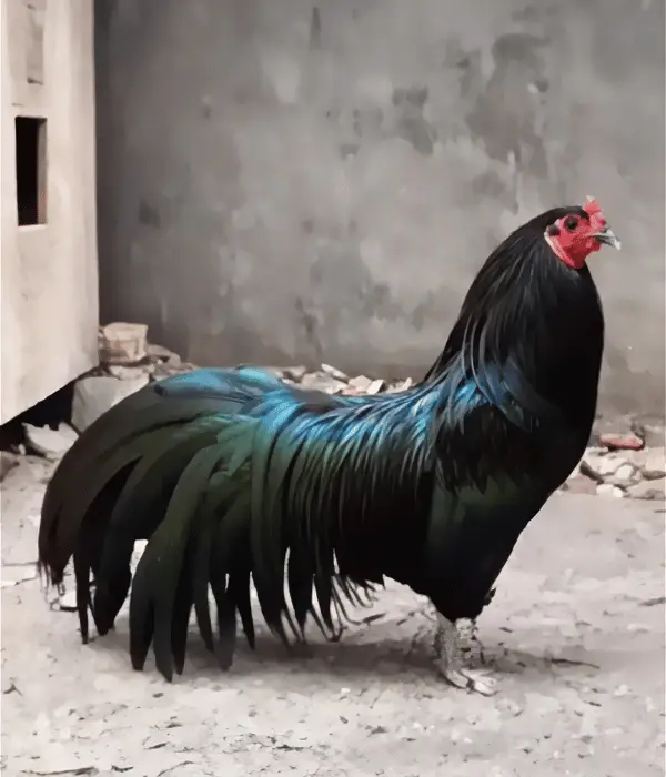 Sumatra Chicken (Big and Fancy Breed)