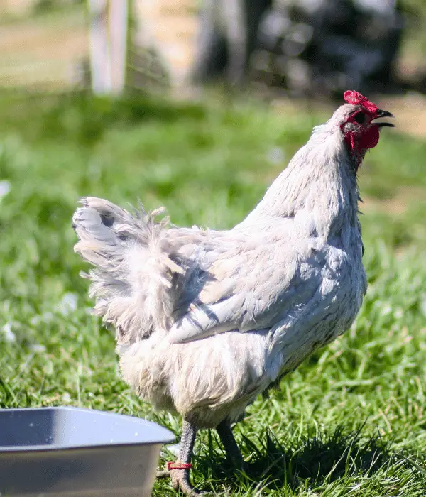 History and Origins of Lavender Orpington Chickens