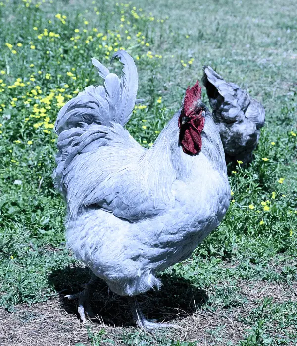 A Lavender Orpington rooster foraging