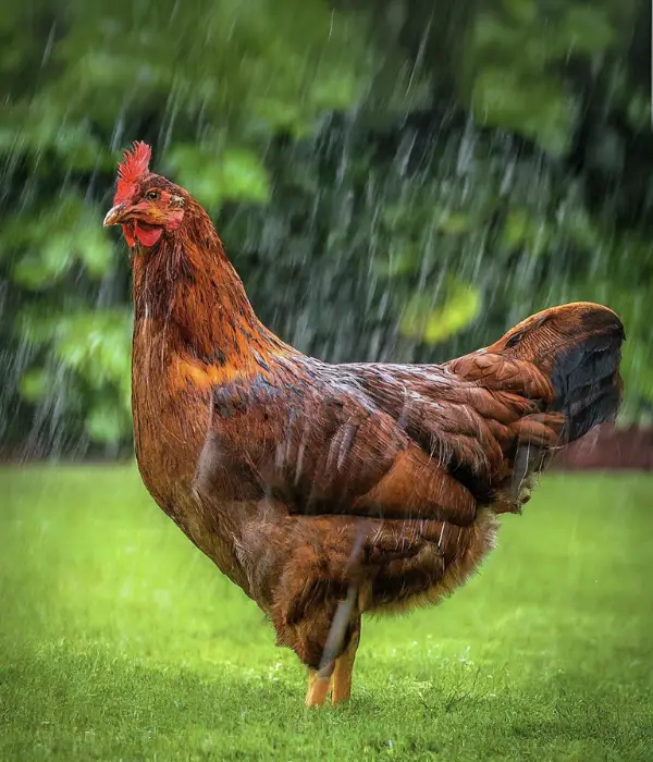 The Impact of Rain on Chickens