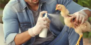 best wound spray for chickens injury