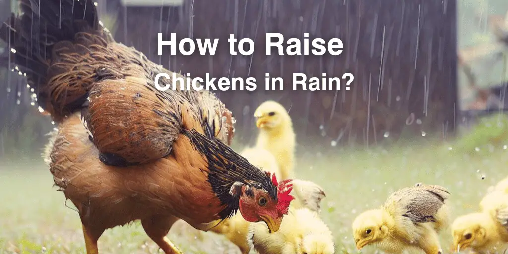 How to Raise Chickens in Rain?