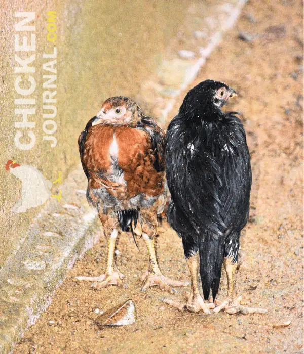 two wet pullet chickens standing in backyard during rain