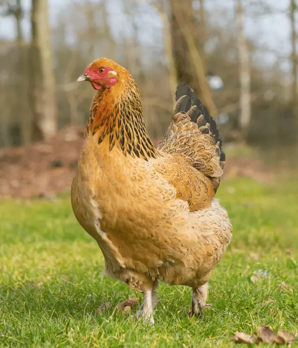 an adorable brahma hen foraging in backyard