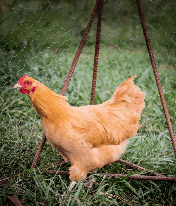 Orpington chickens are cute beautiful and adorable