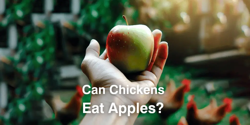 Can Chickens Eat Apples? - Things You Need To Know