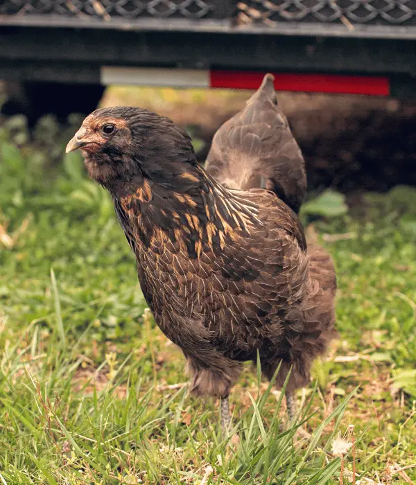 Easter Egger Chickens are cutest chicken breeds