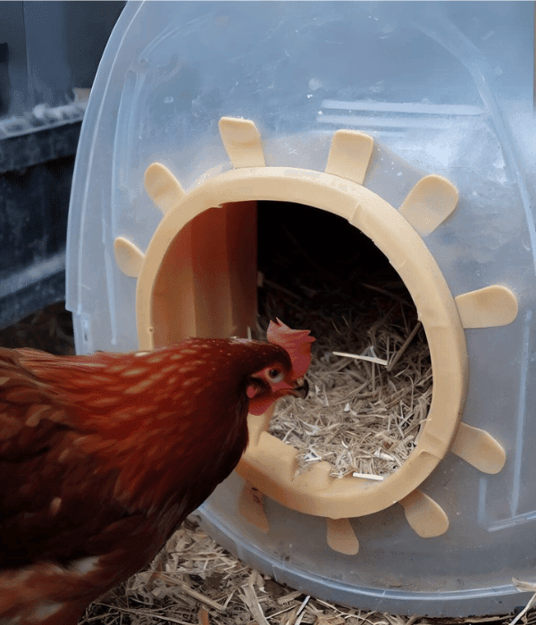 Diy Chicken Nesting Boxes: Size, Height &Amp; 5 Easy Ideas 6 DIY chicken nesting box made from a plastic storage container