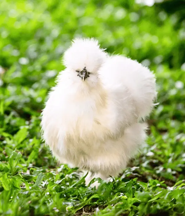 a cute silkie bantam chicken