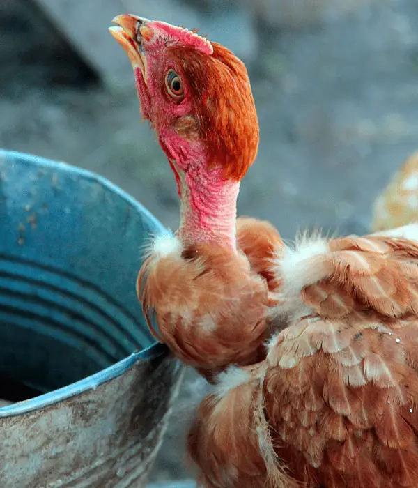a naked neck turken chicken drinking water