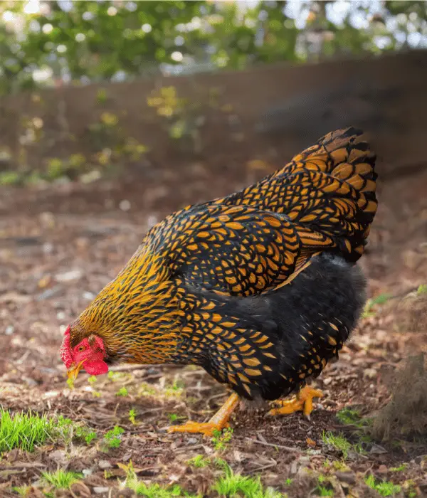 a cute and beautiful wyandotte chicken free-ranging