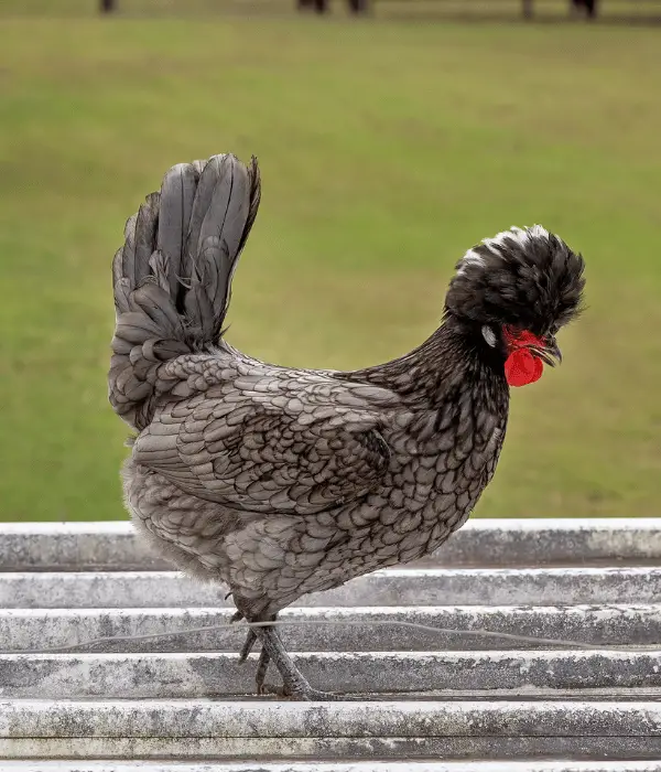 adorable polish chicken