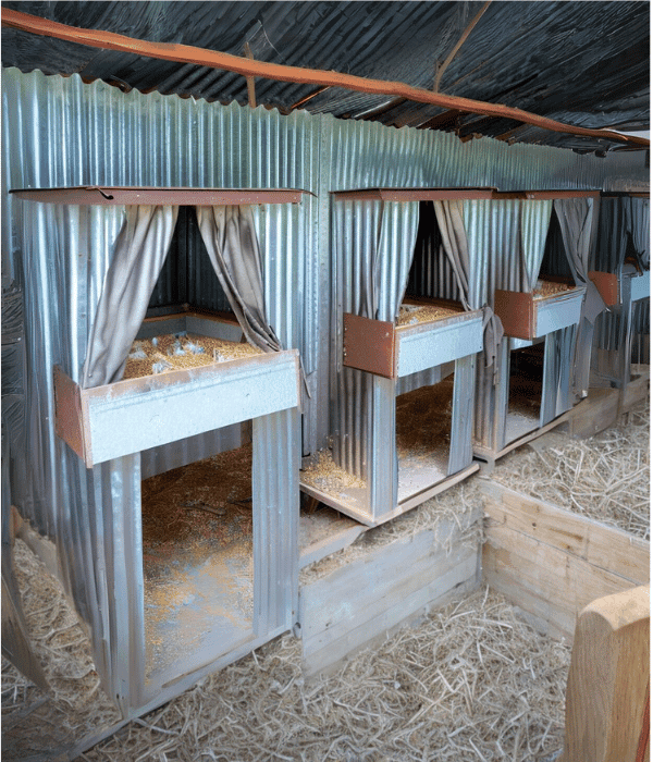 Diy Chicken Nesting Boxes: Size, Height &Amp; 5 Easy Ideas 7 Galvanized steel chicken nesting boxes mounted inside a coop