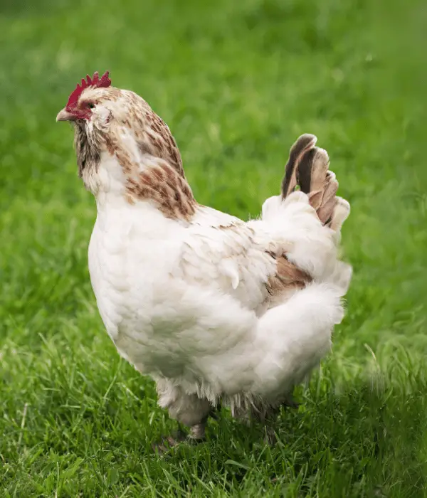 faverolle chicken with hair like feather on face