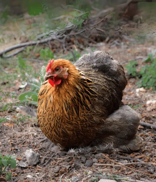 beautiful and cute pekin chicken