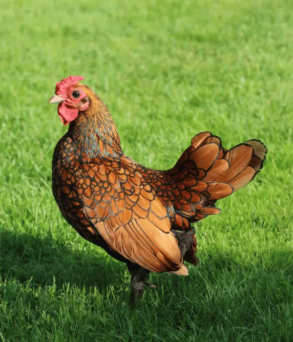 sebright is one of the cutest chicken breed