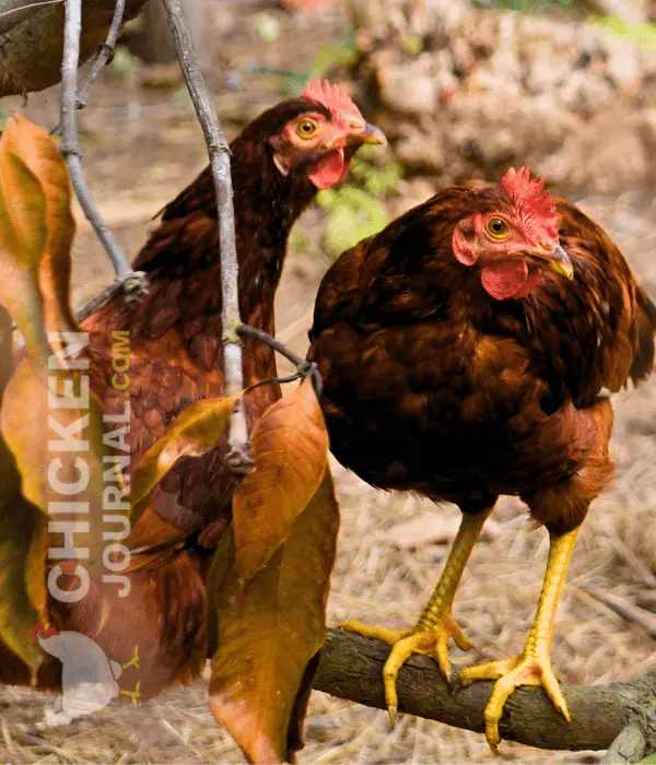 two brown chickens roosting on a tree branch