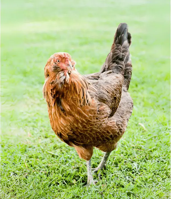 Ameraucana Chickens are awesome