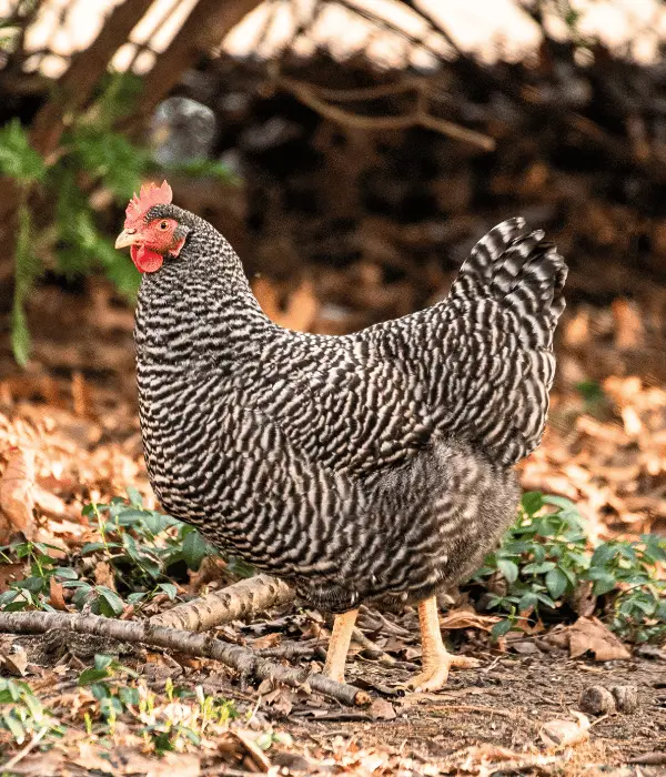 lovely and cute barred plymouth rock chicken