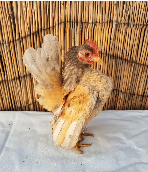 Serama Chicken is one of the best cutest chicken breeds