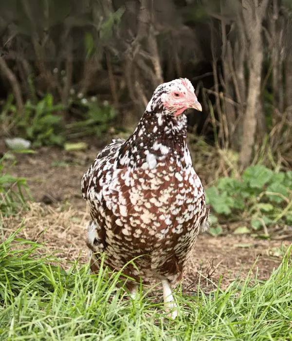 speckled sussex are one of the cutest chickens in the world