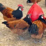 Vorwerk Chicken: Egg, Size, Appearance, Personality, Pictures and More