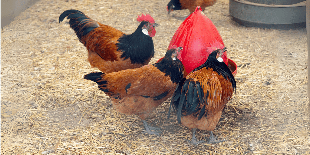 Vorwerk Chicken: Egg, Size, Appearance, Personality, Pictures and More