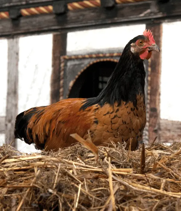 a Vorwerk hen standing inside a chicken coop