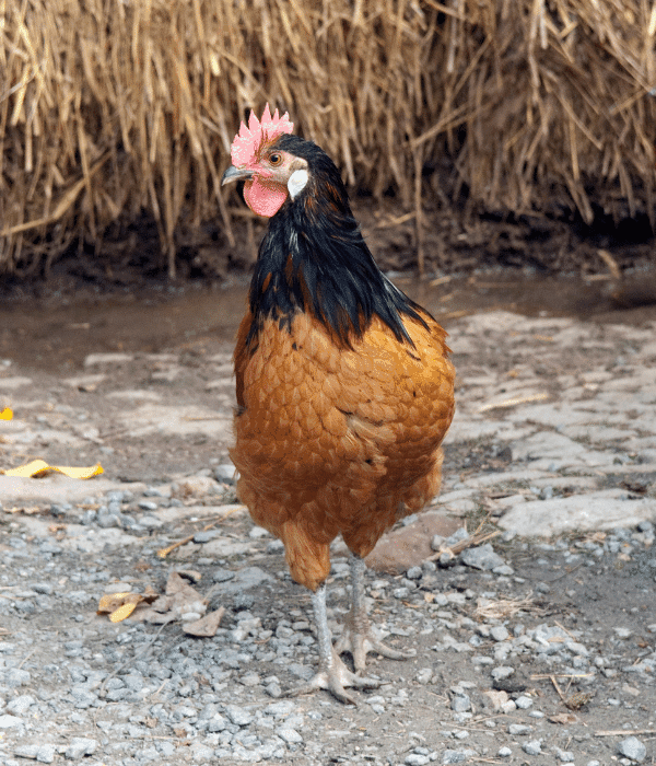Vorwerk hen showing the black and golden-yellow color pattern