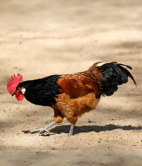 a Vorwerk rooster foraging in backyard field