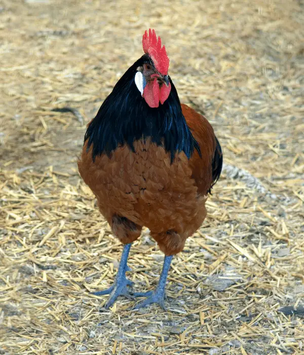 A Vorwerk chicken standing near a chicken coop run