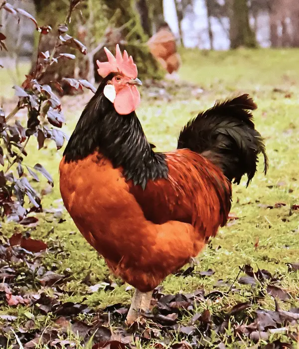 a beautiful Vorwerk rooster in grass field 