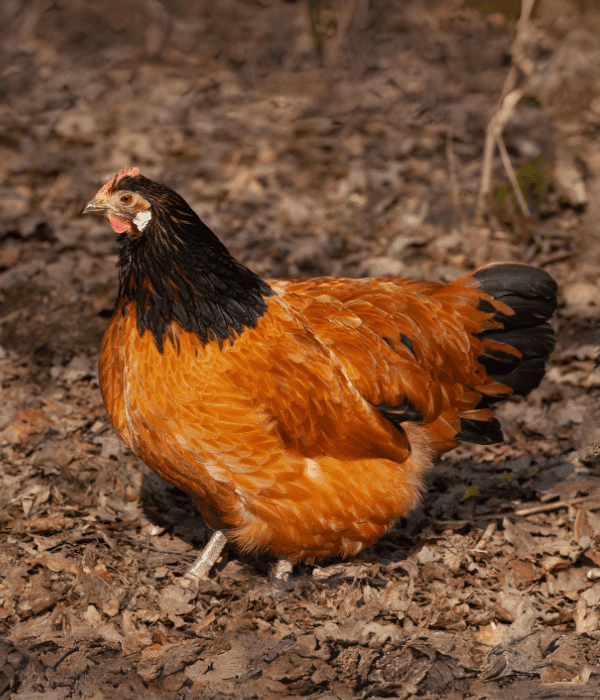 Mature Vorwerk hen foraging