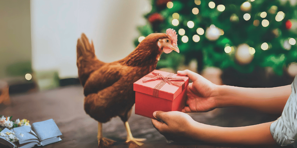 17 Best Christmas Gifts For Your Chickens