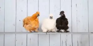 17 Cutest Chicken Breeds (with Pictures) – Chicken Journal
