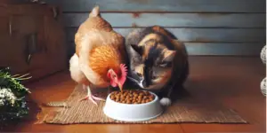 Can Chickens Eat Cat Food? - Read Before Feeding