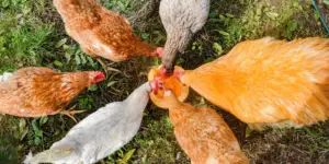 Can Chickens Eat Pumpkin Seeds? : The Truth About Feeding It