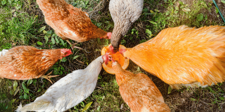 Can Chickens Eat Pumpkin Seeds? : The Truth About Feeding It