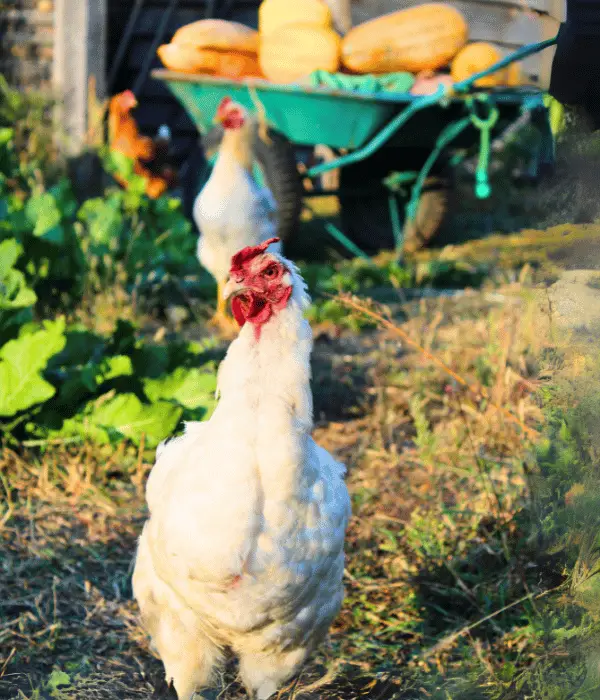 Other Pumpkin Parts Chickens Can Eat