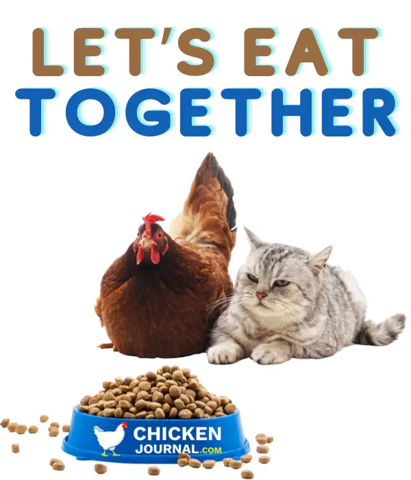 chicken and cat saying lets eat together, can chickens eat cat food