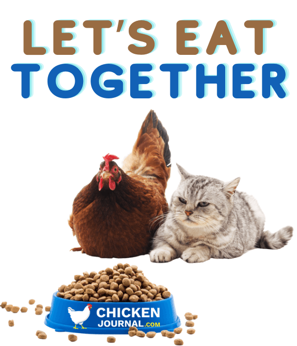 Cat and chicken beside separate feeding areas